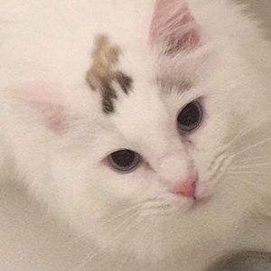 Meet your Posher, Evgenia